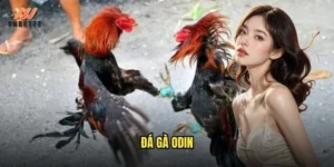 đá gà Odin
