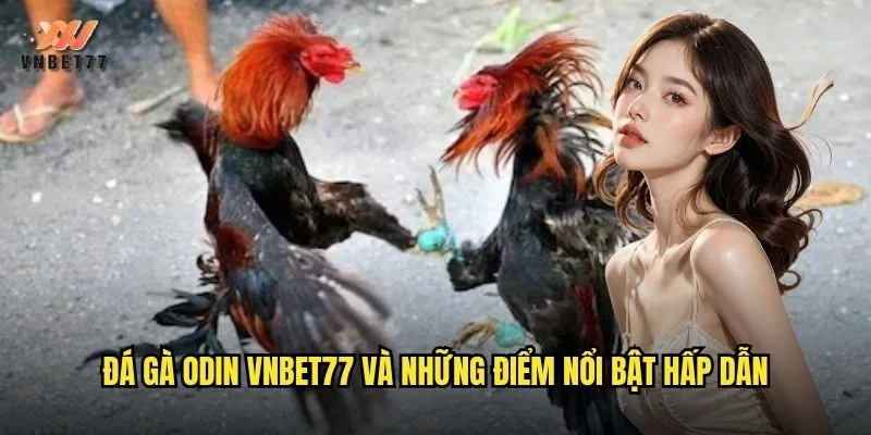 Đá Gà Odin vnbet77 Trực Tiếp Với Chất Lượng Full HD 2 Đá gà Odin vnbet77 và những điểm nổi bật hấp dẫn