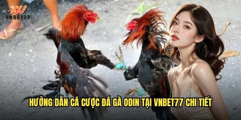 Đá Gà Odin vnbet77 Trực Tiếp Với Chất Lượng Full HD 3 Hướng dẫn cá cược đá gà Odin tại vnbet77 chi tiết