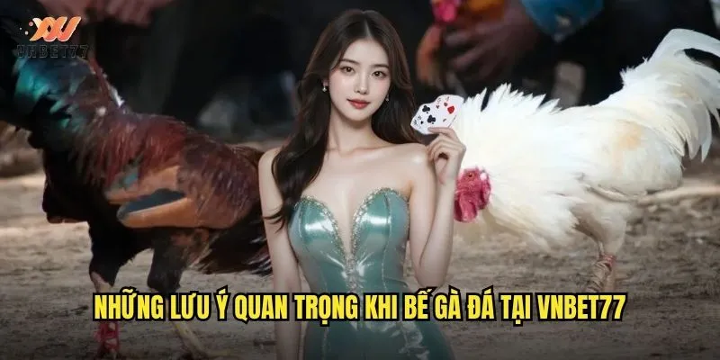 Những lưu ý quan trọng khi bế gà đá tại vnbet77