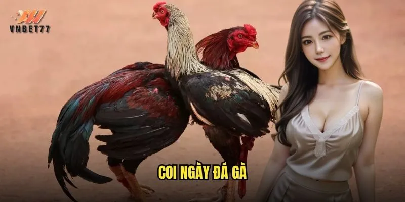 coi ngày đá gà