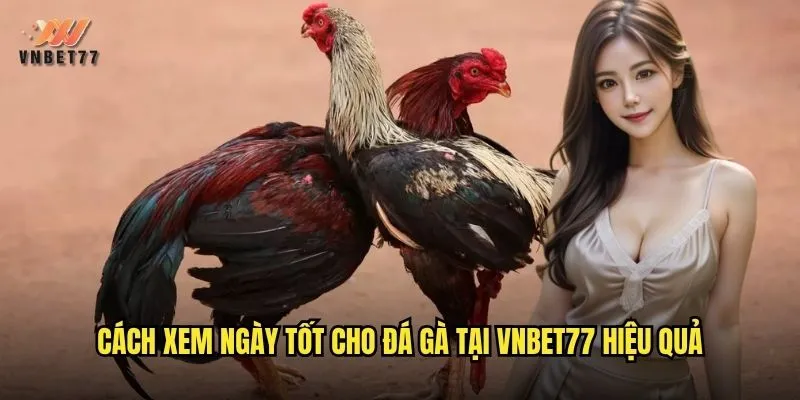 Cách xem ngày tốt cho đá gà tại vnbet77 hiệu quả