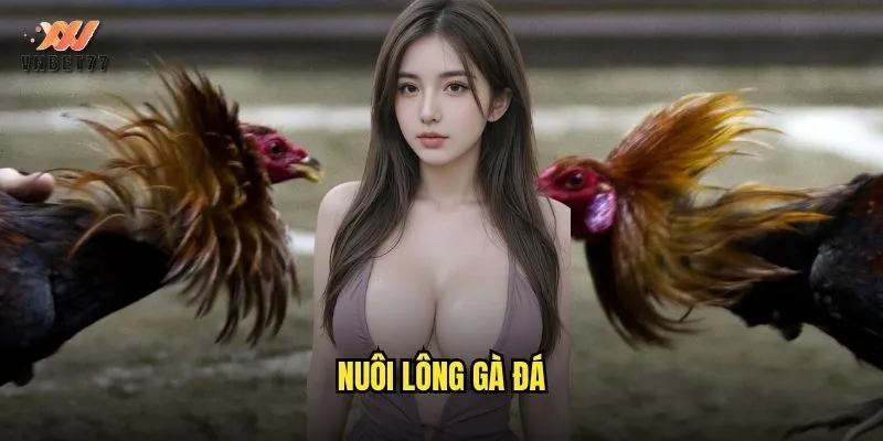 Nuôi Lông Gà Đá vnbet77 Bí Quyết Cho Chiến Kê Khỏe Mạnh 1 nuôi lông gà đá