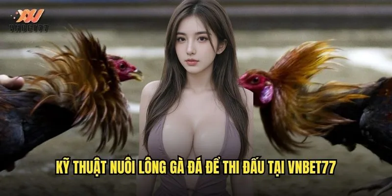 Nuôi Lông Gà Đá vnbet77 Bí Quyết Cho Chiến Kê Khỏe Mạnh 3 Kỹ thuật nuôi lông gà đá để thi đấu tại vnbet77