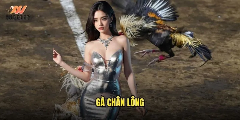Gà Chân Lông vnbet77 Đặc Điểm Và Ưu Thế Trong Thi Đấu 1 gà chân lông