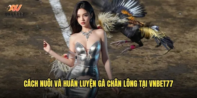 Gà Chân Lông vnbet77 Đặc Điểm Và Ưu Thế Trong Thi Đấu 3 Cách nuôi và huấn luyện gà chân lông tại vnbet77