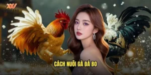 cách nuôi gà đá bo