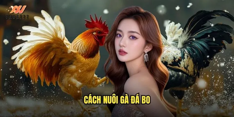 cách nuôi gà đá bo