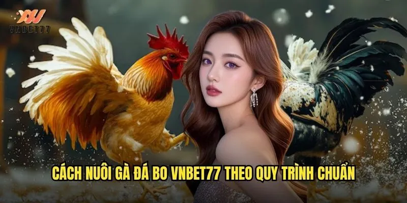 Cách nuôi gà đá bo vnbet77 theo quy trình chuẩn