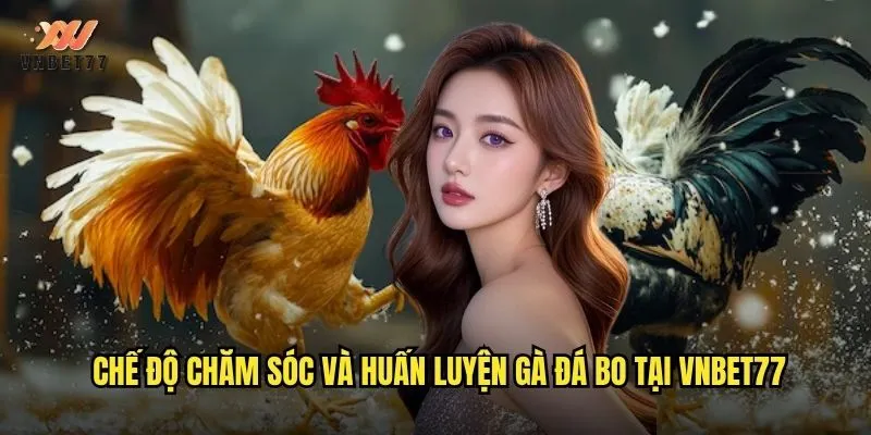 Chế độ chăm sóc và huấn luyện gà đá bo tại vnbet77