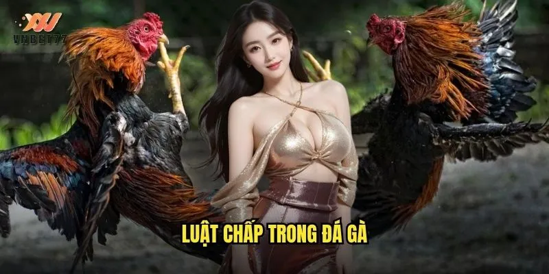 Luật Chấp Trong Đá Gà vnbet77 Chi Tiết Cho Người Chơi Mới 1 Luật Chấp Trong Đá Gà