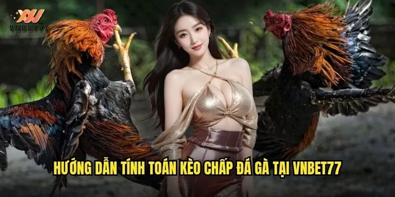 Luật Chấp Trong Đá Gà vnbet77 Chi Tiết Cho Người Chơi Mới 3 Hướng dẫn tính toán kèo chấp đá gà tại vnbet77