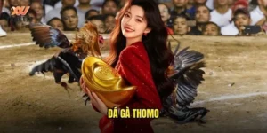 đá gà Thomo