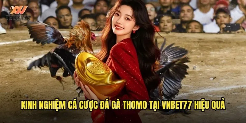 Đá Gà Thomo vnbet77 Trực Tiếp Chất Lượng Cao Mỗi Ngày 3 Kinh nghiệm cá cược đá gà Thomo tại vnbet77 hiệu quả