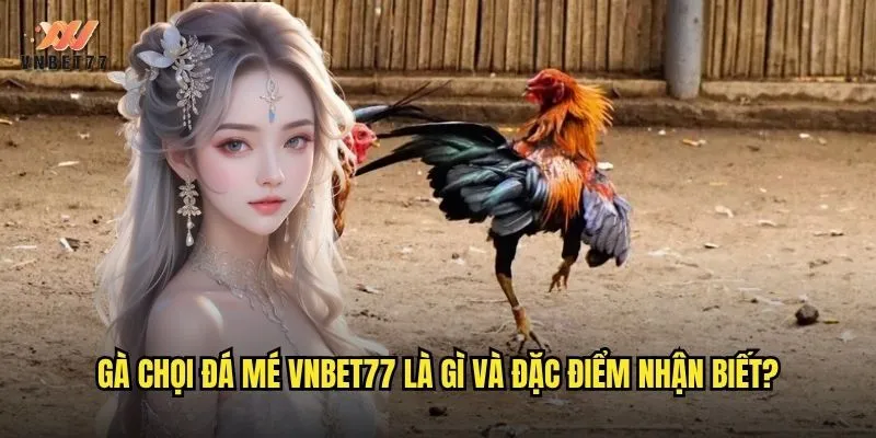 Gà Chọi Đá Mé vnbet77 Kỹ Thuật Và Cách Nhận Diện Chuẩn 2 Gà chọi đá mé vnbet77 là gì và đặc điểm nhận biết?