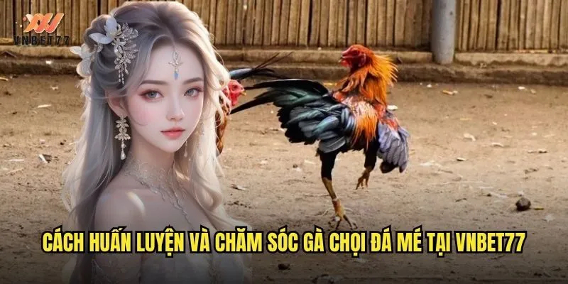 Gà Chọi Đá Mé vnbet77 Kỹ Thuật Và Cách Nhận Diện Chuẩn 3 Cách huấn luyện và chăm sóc gà chọi đá mé tại vnbet77