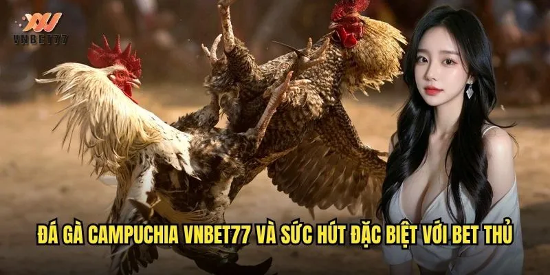 Đá gà Campuchia vnbet77 và sức hút đặc biệt với bet thủ