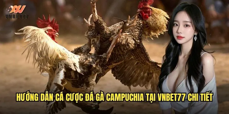 Hướng dẫn cá cược đá gà Campuchia tại vnbet77 chi tiết