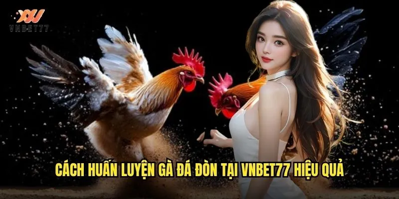 Đá Gà Đòn vnbet77 Phong Cách Chiến Đấu Đầy Kịch Tính 3 Cách huấn luyện gà đá đòn tại vnbet77 hiệu quả