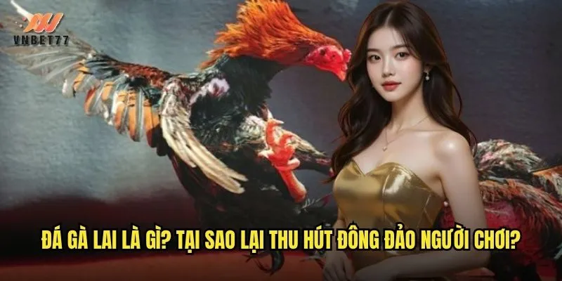 Đá Gà Lai vnbet77 - Trải Nghiệm Sân Chơi Đỉnh Cao Cho Dân Mê Gà Chọi 2 Đá gà lai là gì? Tại sao lại thu hút đông đảo người chơi?