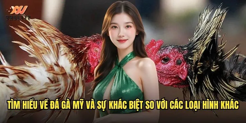 vnbet77 Đá Gà Mỹ: Trải Nghiệm Cá Cược Với Tỷ Lệ Thưởng Siêu Khủng 2 Tìm hiểu về đá gà Mỹ và sự khác biệt so với các loại hình khác